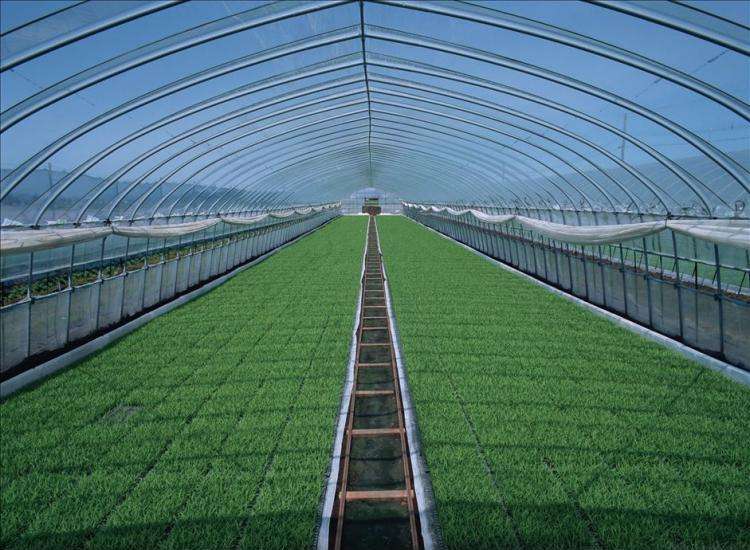蔬菜大棚一种具有出色的保温性能的框架覆膜结构