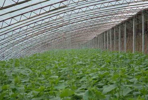 蔬菜大棚一种具有出色的保温性能的框架覆膜结构