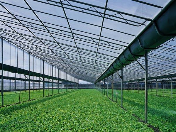蔬菜大棚设计的主要目的是保持温室安全适用